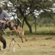 Instructor con su perro haciendo un ejercicio de salto